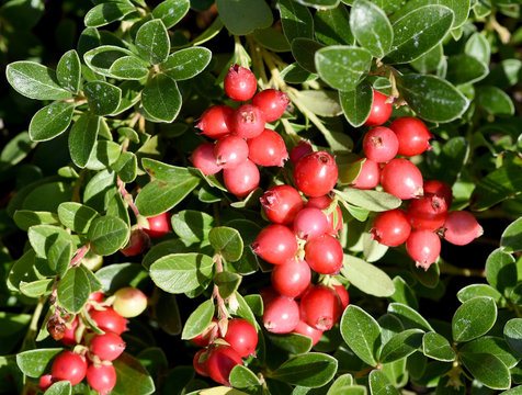 Cranberry, Vaccinium macrocarpon, Moosbeere