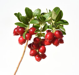 Cranberry, Vaccinium macrocarpon, Moosbeere