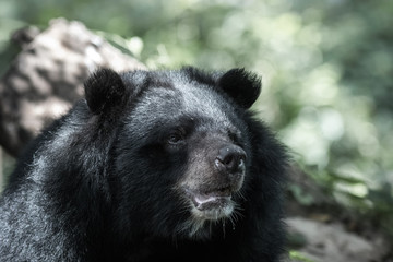 Fototapeta premium Asiatic black bear