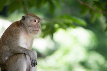 Macaque monkeys in the forest.