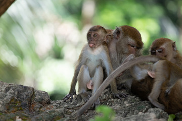 Macaque monkeys in the forest.