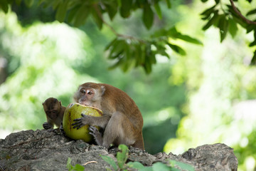 Macaque monkeys in the forest.