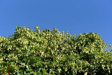 Hopfen, Humulus lupulus