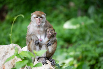Macaque monkeys in the forest.
