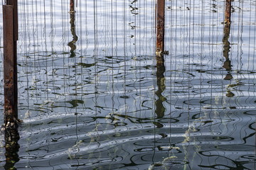 étang de thau, parcs à huitres, sète, conchyliculture