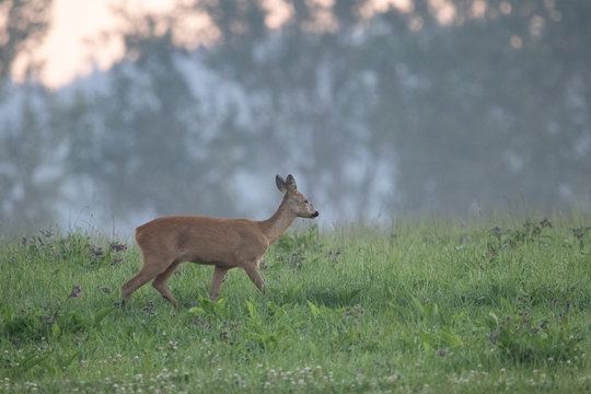 roe deer on the morning meadow