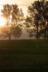 foggy morning in the park
