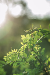 green bushes shined by the rays of the sun