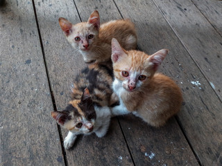 Portrait of a homeless cat with scabies