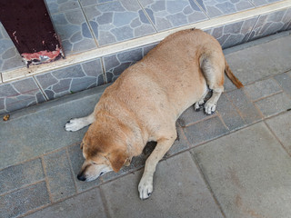 Cute Animal Fat Dog is Sleeping