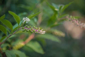 Obraz premium background from a plant in the natural environment