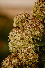 green flowers