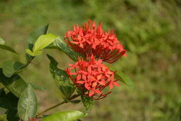 Red FLower in the Garden with Beautiful grass background and Green leaf