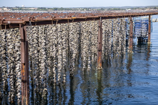 &eacute;tang de thau, parcs &agrave; huitres, s&egrave;te, conchyliculture