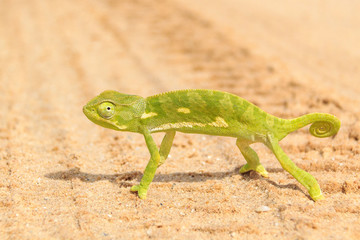 Green chameleon crossing a gravel road, Namibia