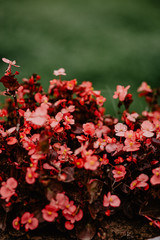 red flowers in the garden