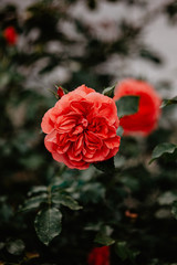red rose in garden