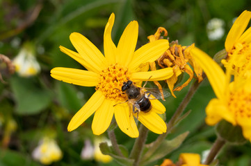 bee on yellow flower