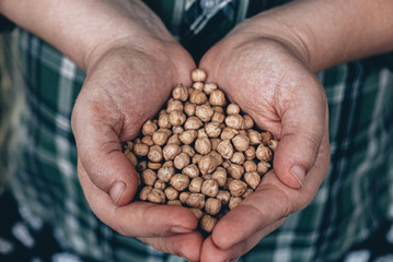 Natural chickpeas in a hands of farmer