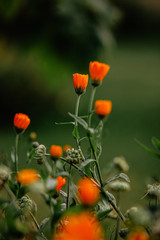 Obraz premium calendula flower
