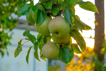 Pears on the fruit tree against sun in the summer garden