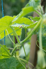 Fresh and ripe Cucumber in the summer garden