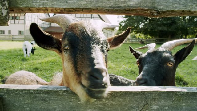 a brown goat looks interested through a wooden fence with a herd of other goats in the background.