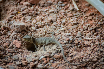 Lizard