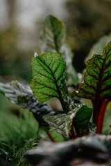 beet leaves