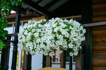 Fototapeta premium White petunia flowers on a house