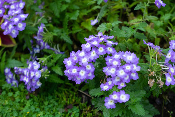 Obraz premium Beautiful flowers in a summer garden at morning