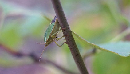 bedbug sitting on a branch