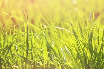 Juicy grass in the park in the rays of the setting sun