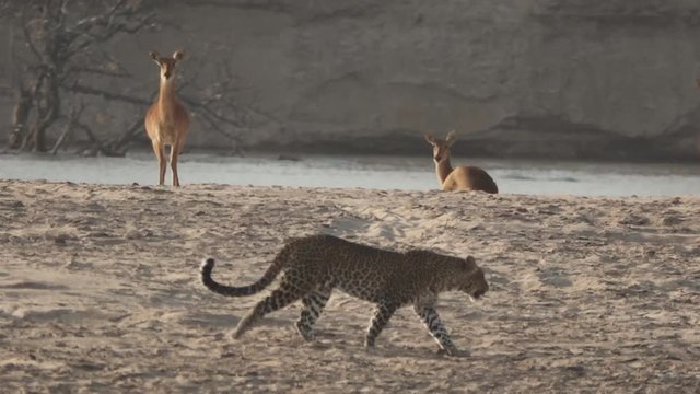 Spectacular view of leopard walking over the sand near Puku