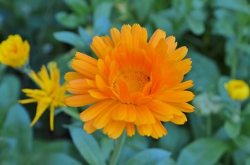 terry orange calendula in the garden