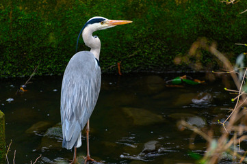 Graureiher auf der Jagd