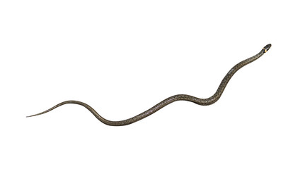 snake on an isolated white background