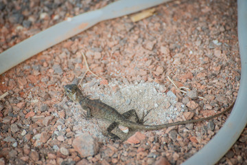 Squamata