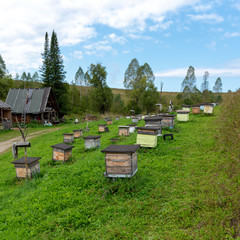 Many small wooden bee hives to collect honey with color are on the grass at the village house on the apiary in the Altai mountains in the forest.