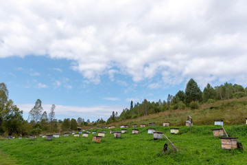 Many small wooden bee hives for collecting honey from flowers stand on the grass near the wild flower field and forest on the apiary in the Altai mountains.