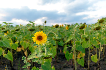 The yellow little sunflower on the field alone is not looking towards the sun at sunset against the sky.