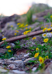 Yellow flowers similar to daisies doronikum among stones and fragments of old iron and garbage in the North of Yakutia.