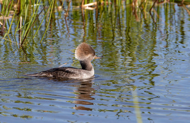 Female Hooded Merganser in Florida Wetland