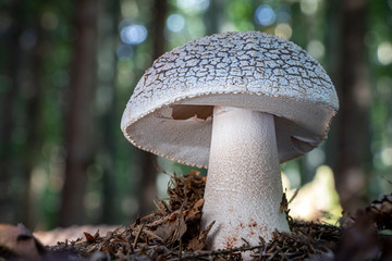 Detail of edible mushroom amanita rubescens