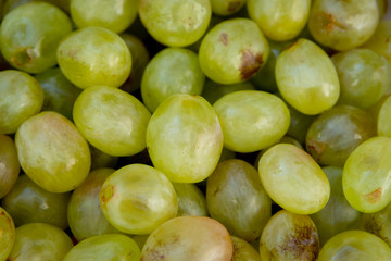 Many green grapes close up. Fruit of the autumn