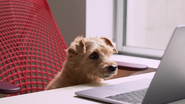 Norfolk Terrier dog looking at laptop computer