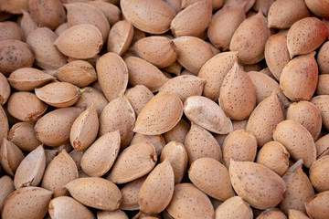 Obraz premium Many freshly picked almonds
