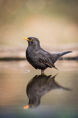 Common Blackbird, Turdus merula, Nice mirroring reflection on surface of forest waterhole, nice bright green backround Czech Republic