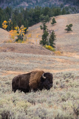 Bison bison, American bison is standing in dry grass, in typical autumn environment of Yellowstone,USA