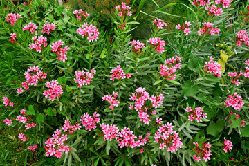 Beautiful flowers blooming in garden